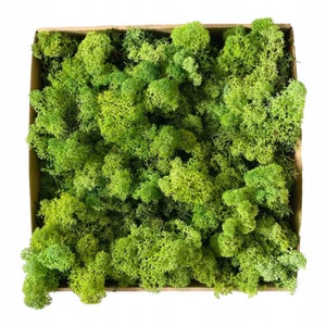 Reindeer Moss 5 Colors. Real Preserved Natural Moss for Crafts