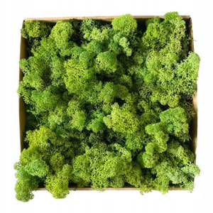 1 kg de musgo nórdico estabilizado / Musgo natural auténtico preservado para manualidades / Decoración de musgo seco / Liquen de reno estabilizado / Verde claro