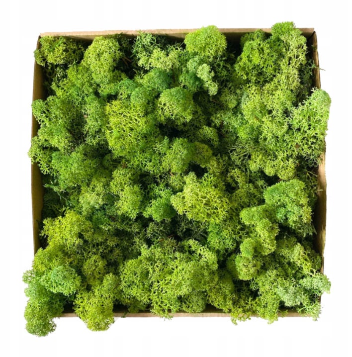 Muschio Stabilizzato Per Decorazioni - Naturale, Senza Manutenzione - Foto 4