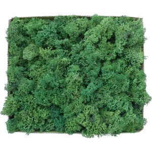 1kg de musgo estabilizado nórdico / musgo natural preservado real / musgo seco para decoración / liquen de reno estabilizado / verde bosque oscuro