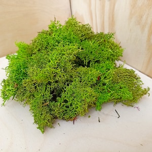 50g di muschio nordico stabilizzato / Muschio naturale conservato per l&#39;artigianato / Muschio essiccato per la decorazione / Lichene di renna stabilizzato