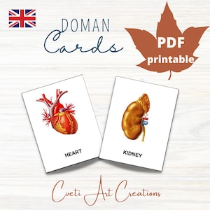 HUMAN BODY Card Material Montessori Nomenclature Flash Cards  Safari LTD Compatible Educational Homeschooling Printable Doman Cards
