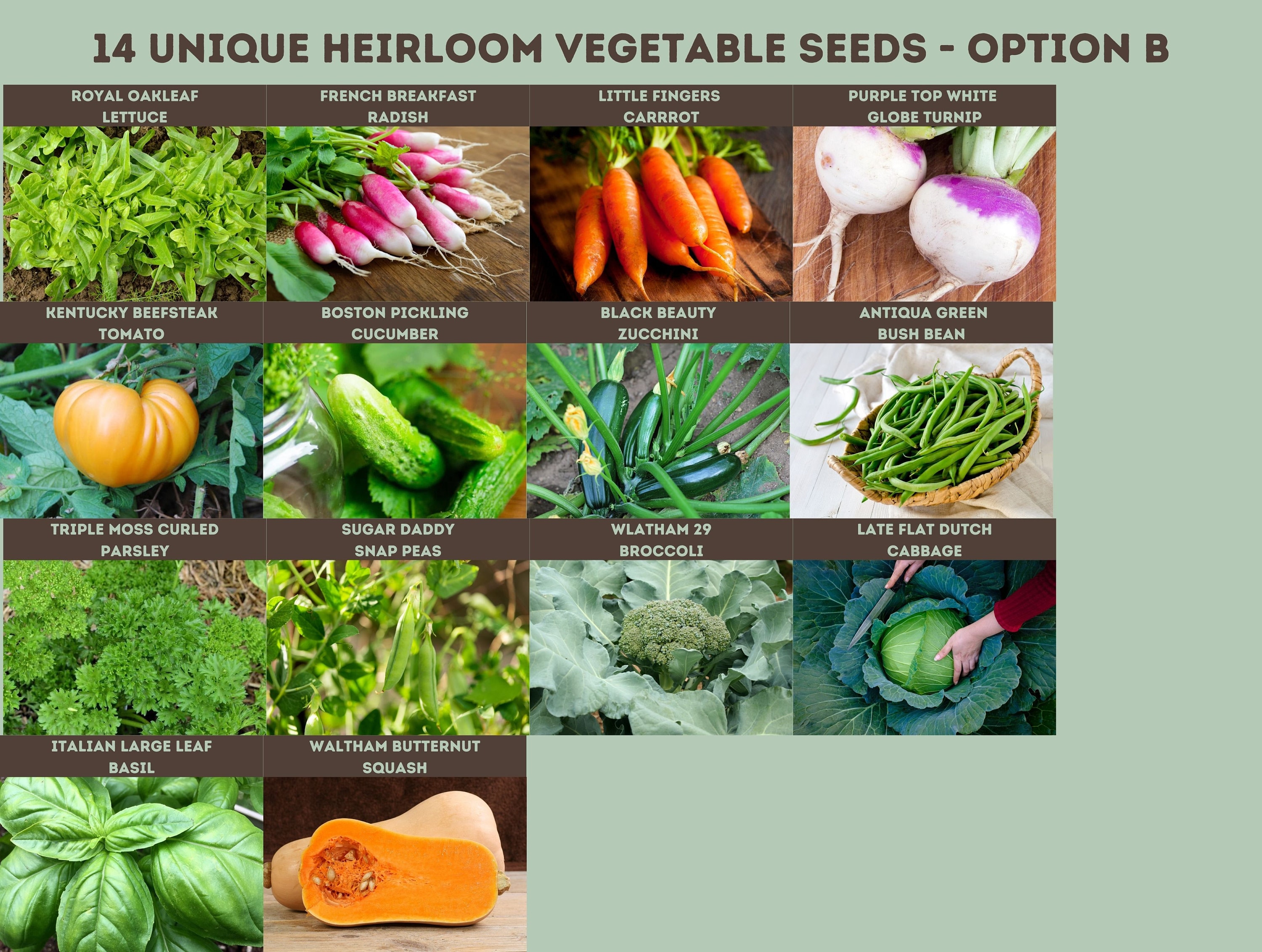 Heirloom Vegetable Seed Collection Easy to Grow Vegetable Etsy