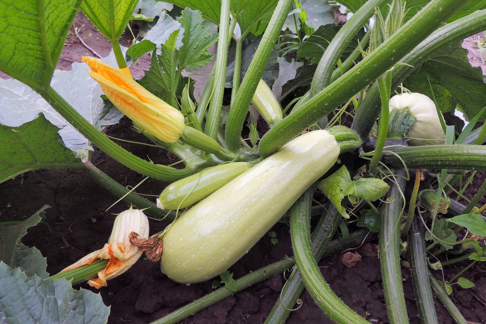 Lebanese White Bush Summer Squash Seeds Rare Heirloom Etsy Ireland