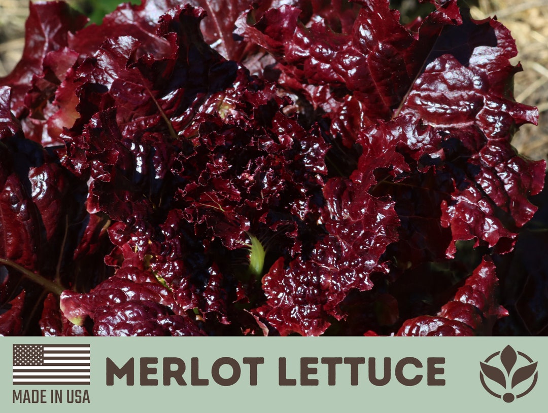 Merlot Lettuce Rare Seeds Looseleaf Lettuce Heirloom Etsy