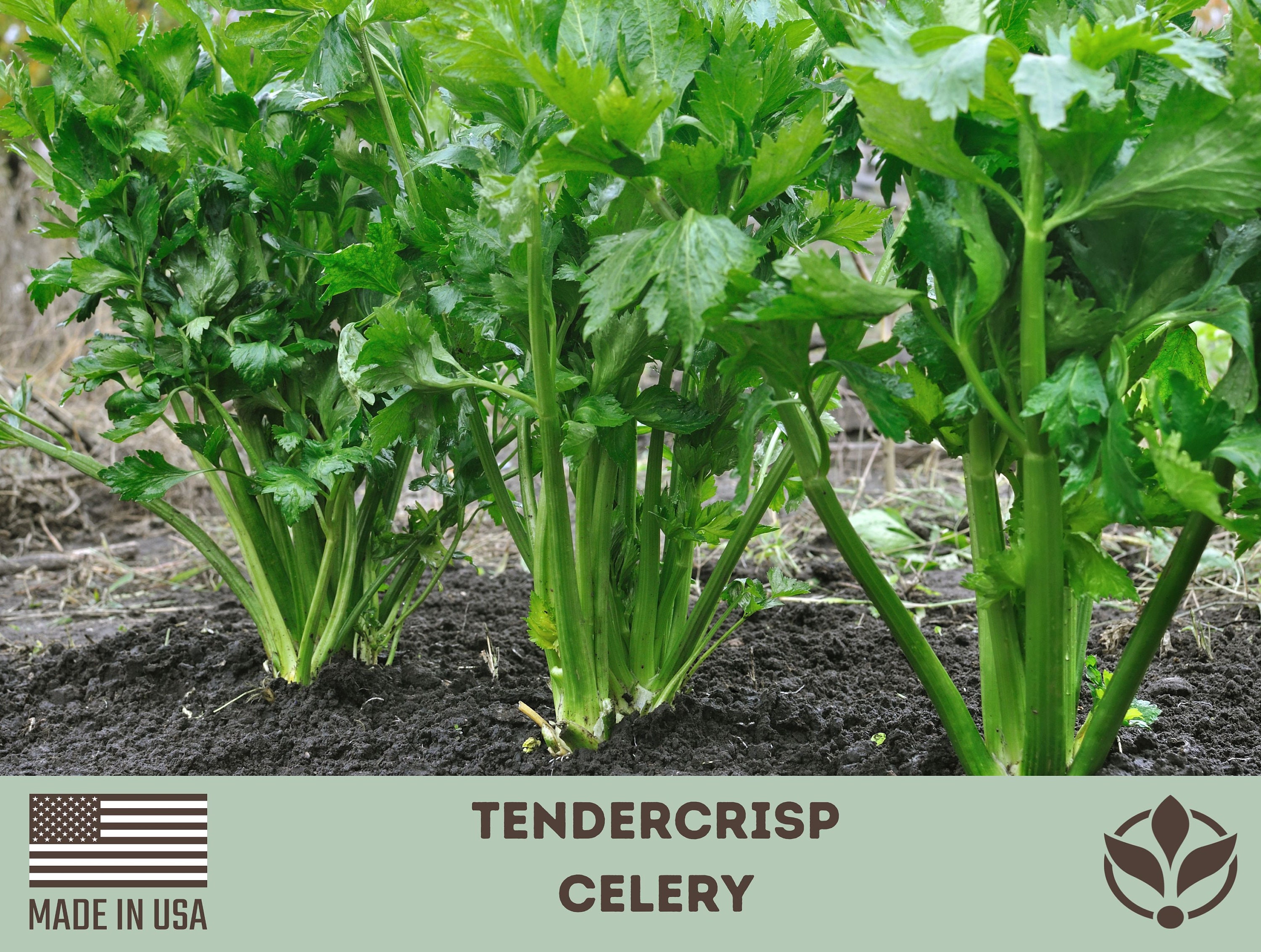 Tendercrisp Celery Seeds Rare Seeds Heirloom Seeds Etsy