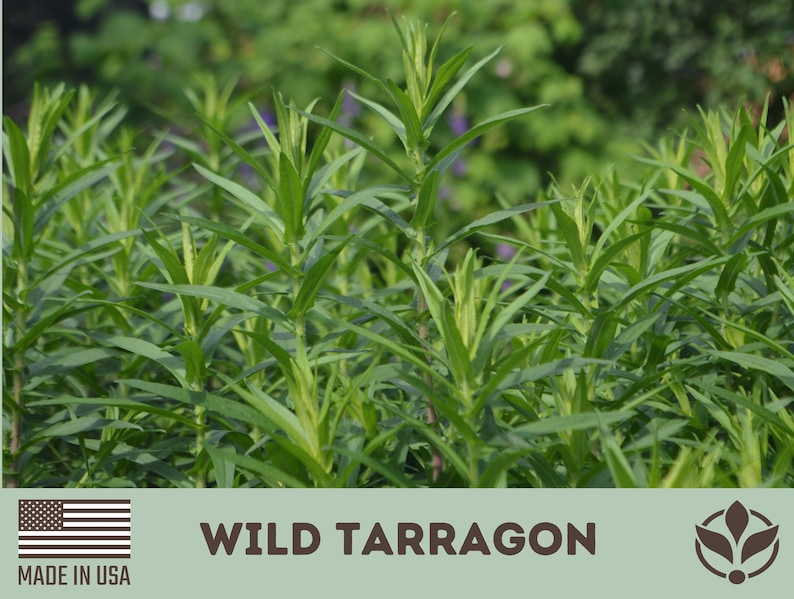 Wild Tarragon Seeds Tarragon Rare Seeds Heirloom Seeds Etsy