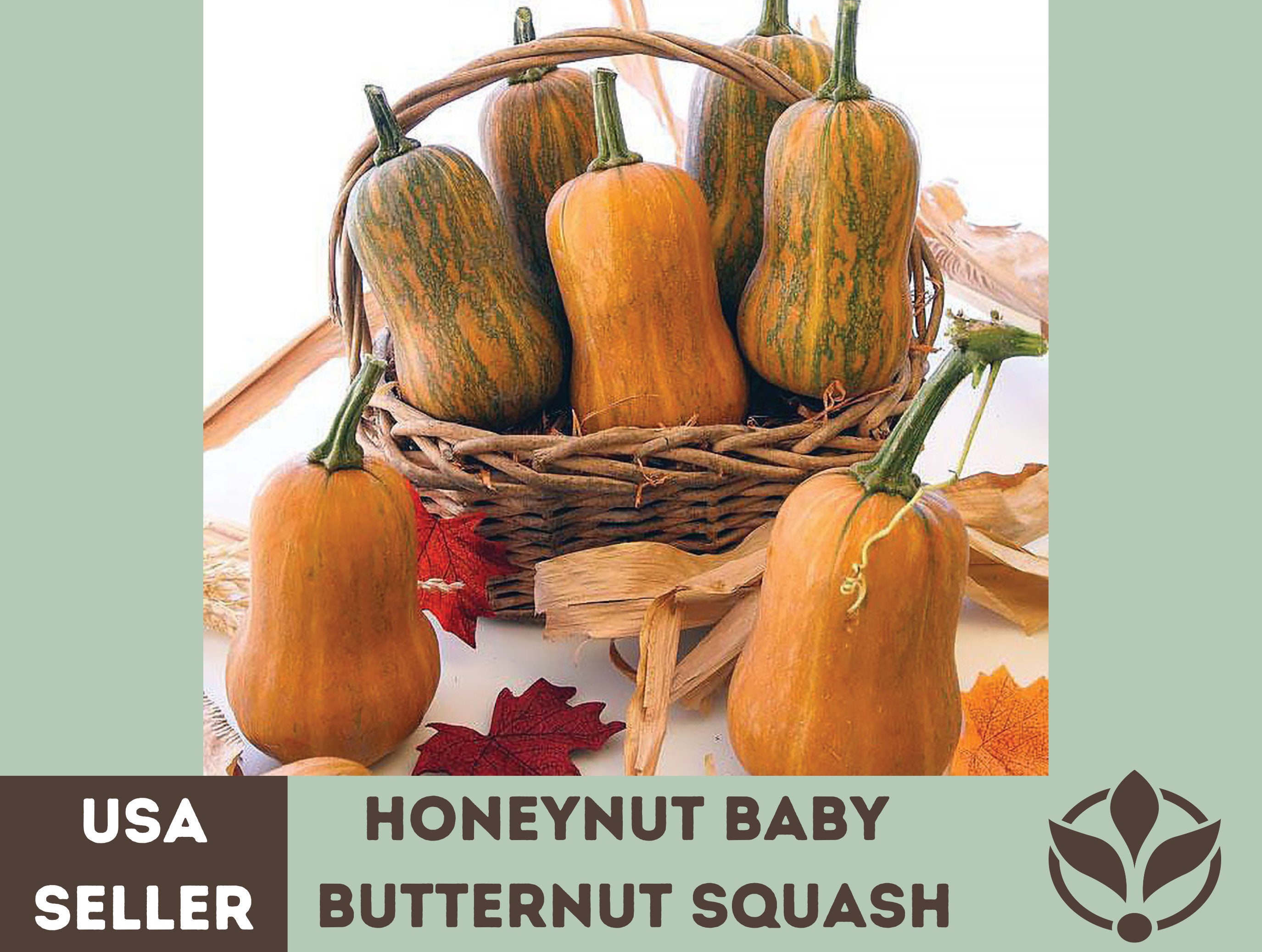 Honeynut Baby Butternut Squash Seeds Rare Seeds Heirloom - Etsy