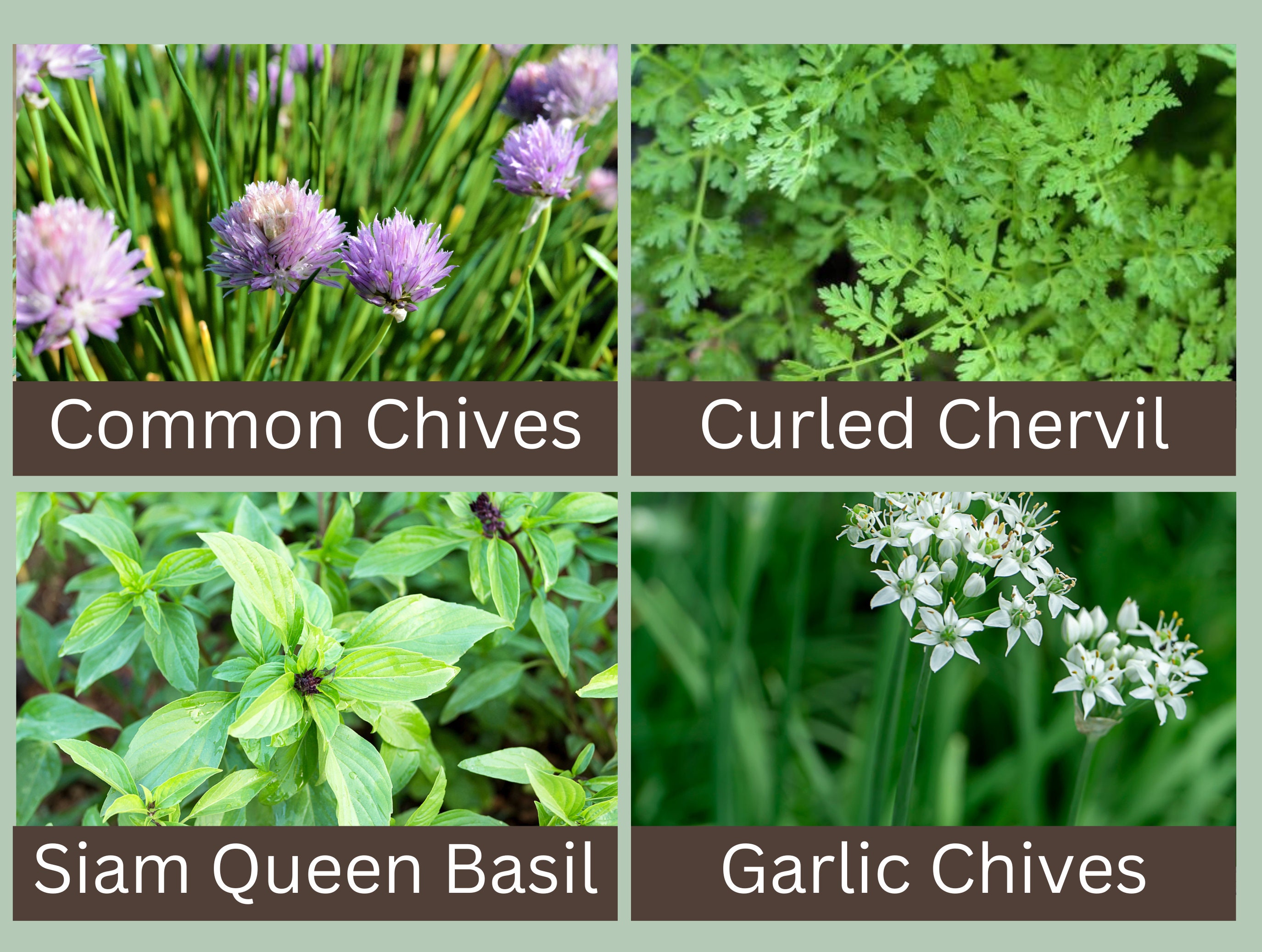 Culinary Herb Seed Collection 14 Essential Culinary Herbs Etsy