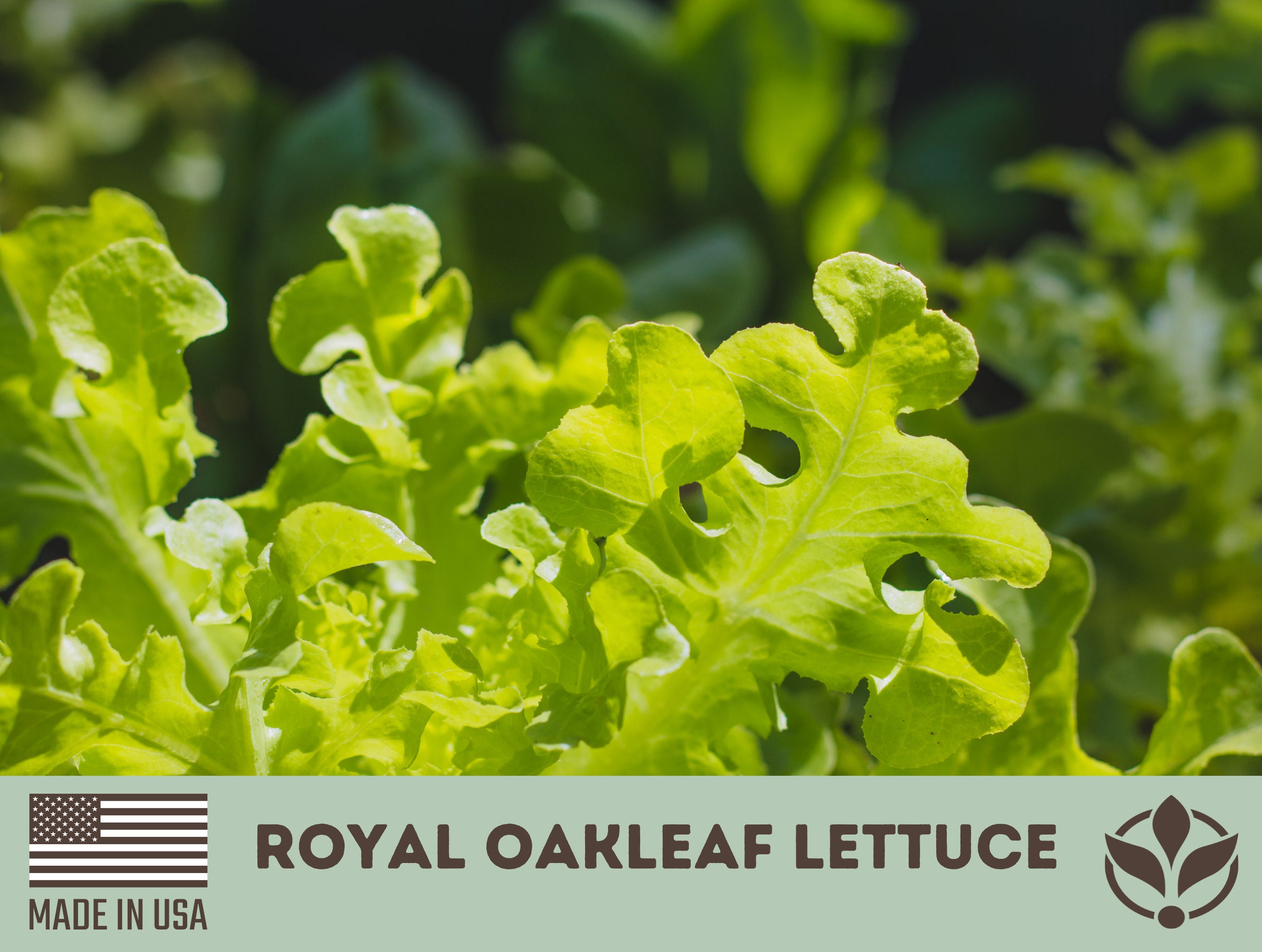 Royal Oakleaf Lettuce Seeds Rare Seeds Lactuca Sativa Etsy