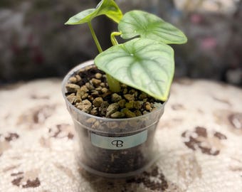 Alocasia Silver Dragon - Established Corm