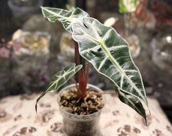 Alocasia Polly - African Mask Plant - Established Corm