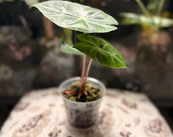 Alocasia Pink Dragon - Established Corm