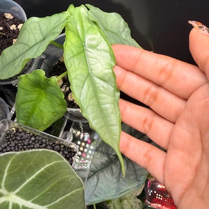 Alocasia Dragon's Breath | Fully Rooted Corm-Grown, NZ Tree Fern Fiber Pot