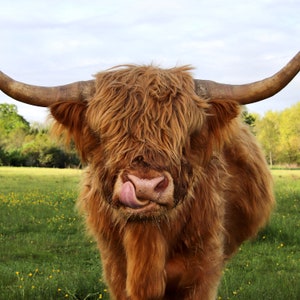 Highland Cow photo with tongue out. Color cow photo.