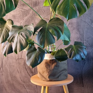 May include: A large green Monstera plant in a brown fabric pot sits on a wooden stool with three legs. The plant is against a textured grey wall.