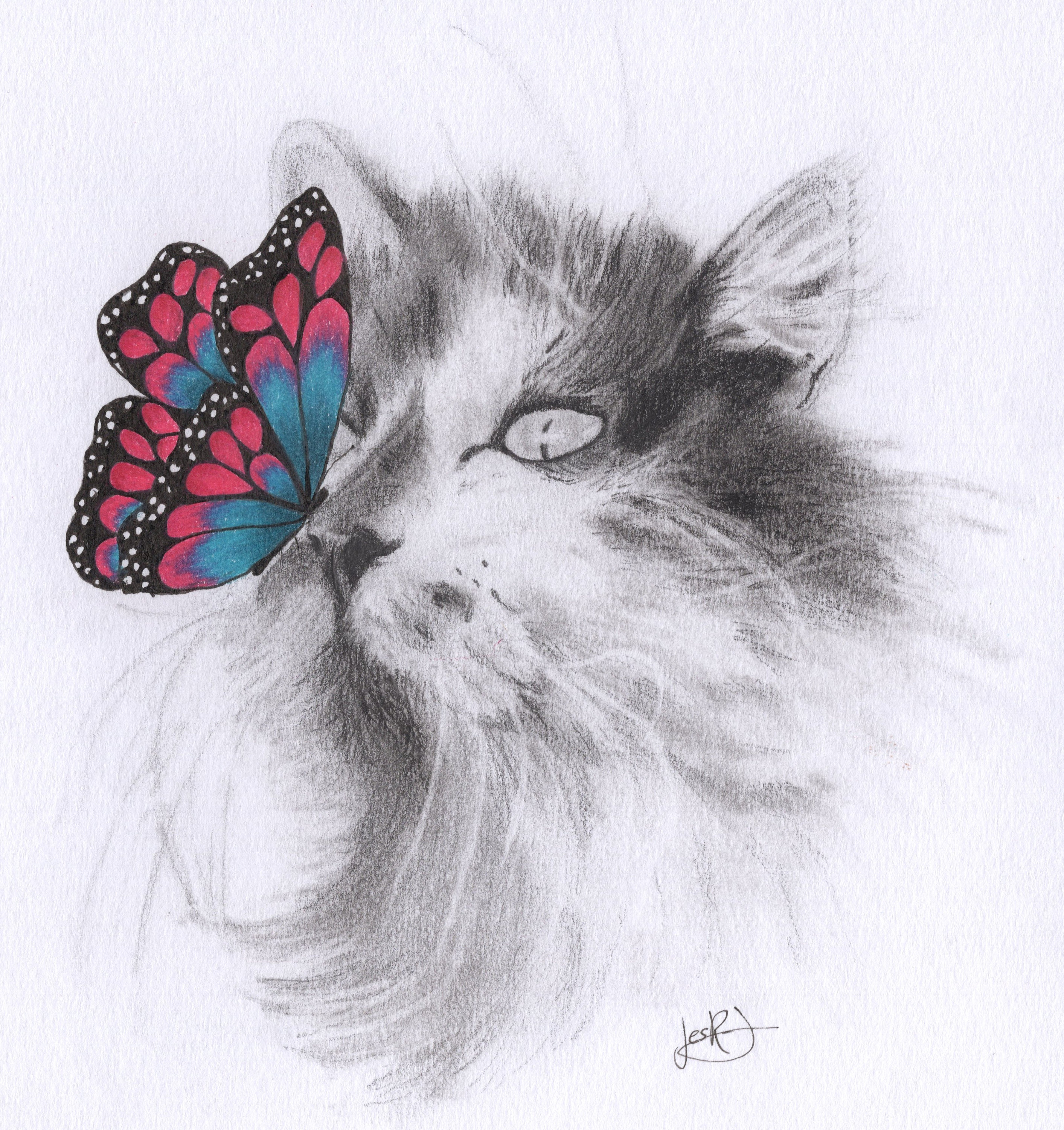 Desenho realista - O gato e a borboleta! The cat and the butterfly