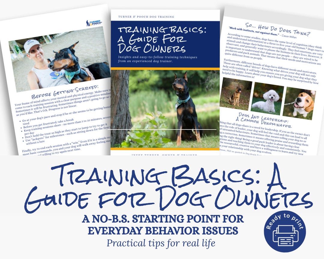 How to Train Your Dog: Basic Training Tips From a Pro Dog Trainer