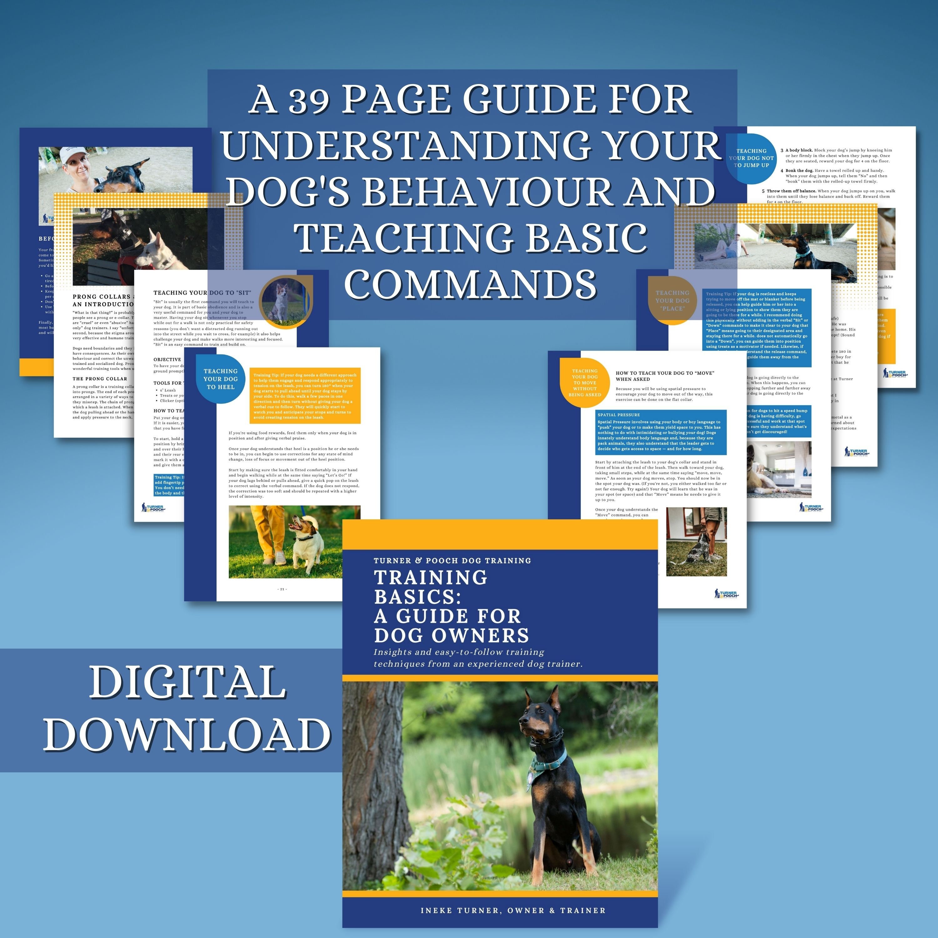 How Do I Teach My Dog To Jump On My Back