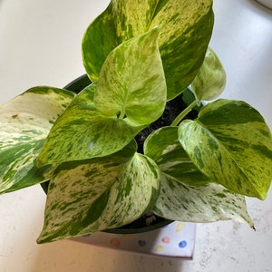 Puede incluir: Una planta en maceta con hojas variegadas en tonos verdes y blancos. Las hojas son grandes y tienen un patrón de mármol.