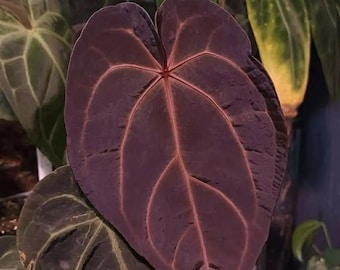 Anthurium KOS X Red Crystal - Large Seedling - Etsy