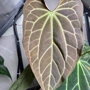 US Seller - Anthurium Seedling (Tim&#39;s Long x Dark Crystal) x Crystal Bess
