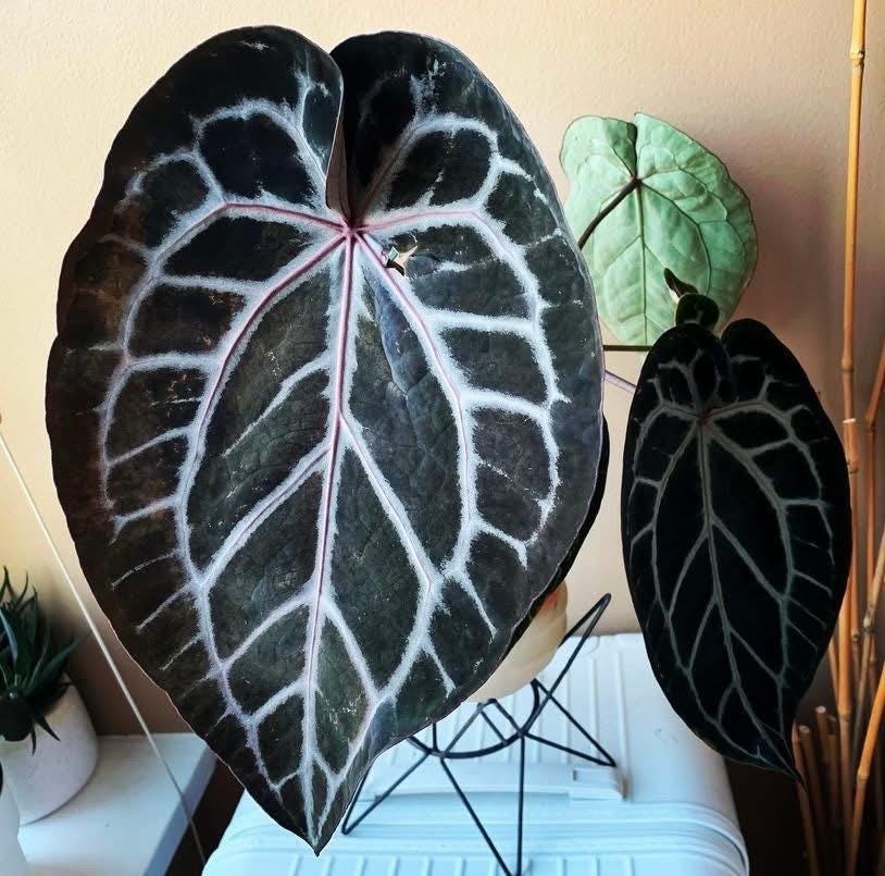 Anthurium KOS/HU (King of spades) x Red crystallinum – Aroid