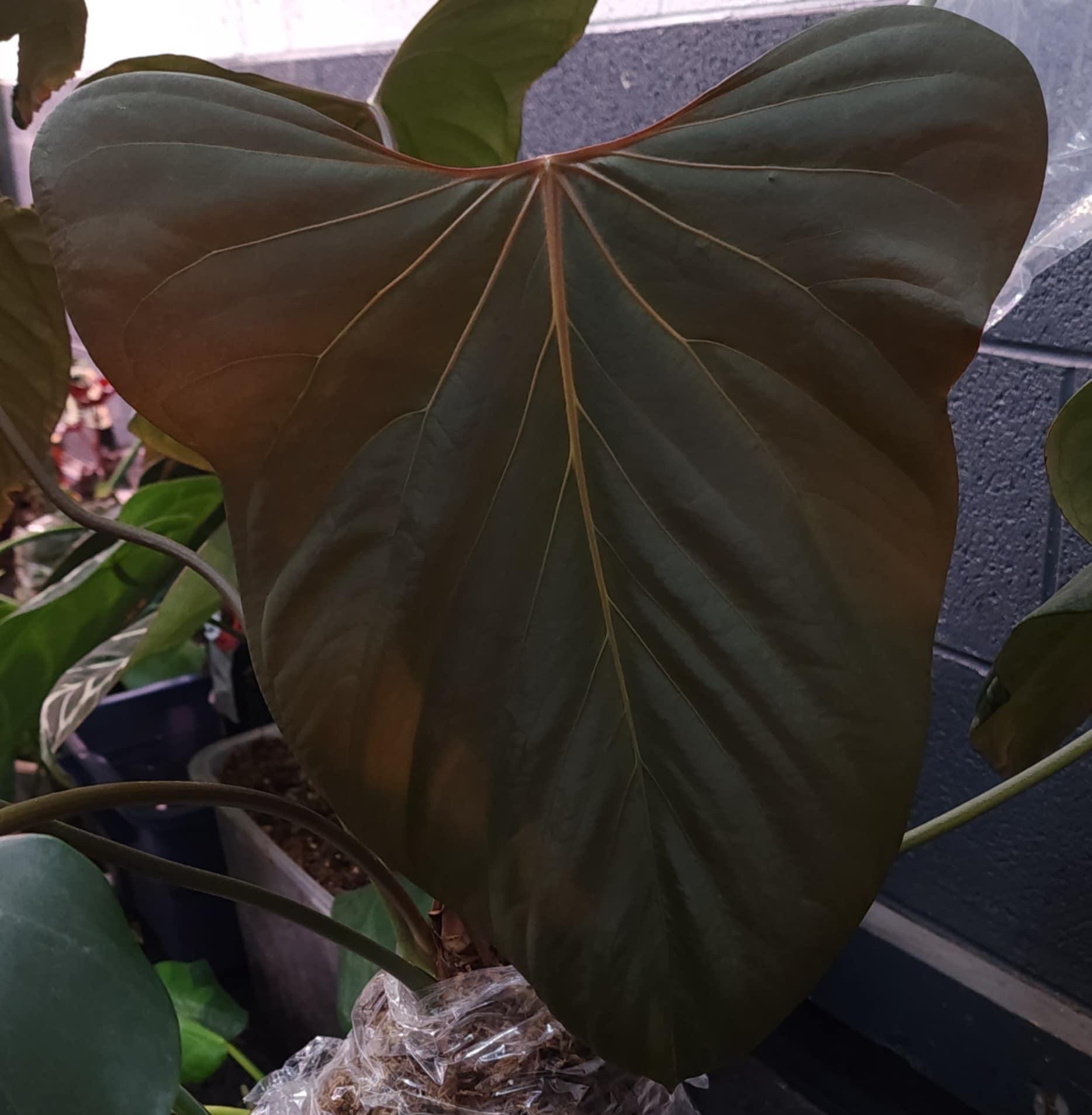 Anthurium Aos X Papillilaminum - Etsy
