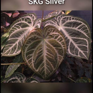 Anthurium Skg Silver - Etsy