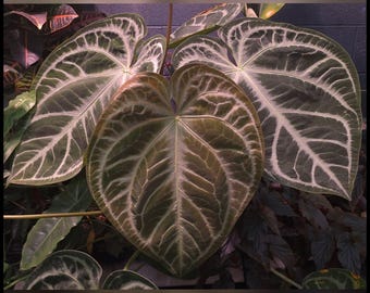 US SELLER! Anthurium Seedling SKG Silver X Self - Etsy