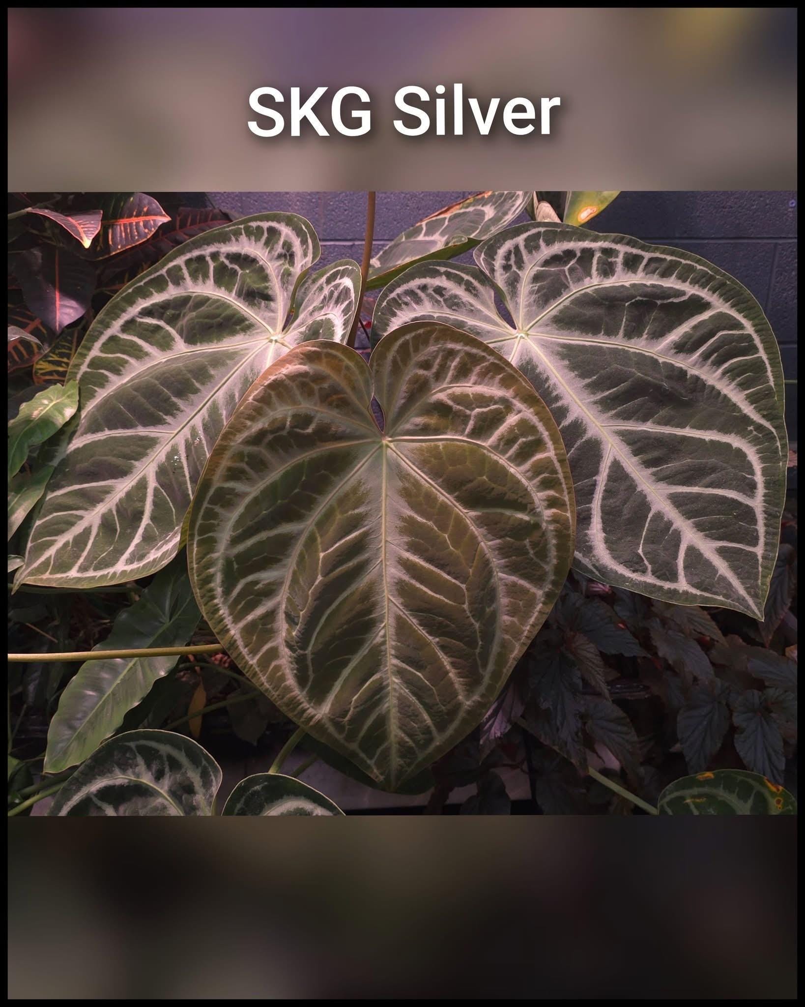 Anthurium Skg Silver - Etsy