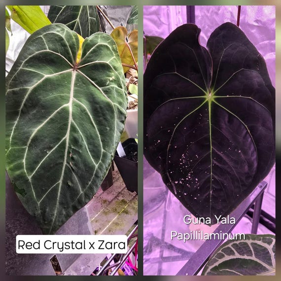 Papillilaminum GunaYala × Zara Michelle Anthurium Papillilaminum x Zara Michelle Selected — Aroidasia