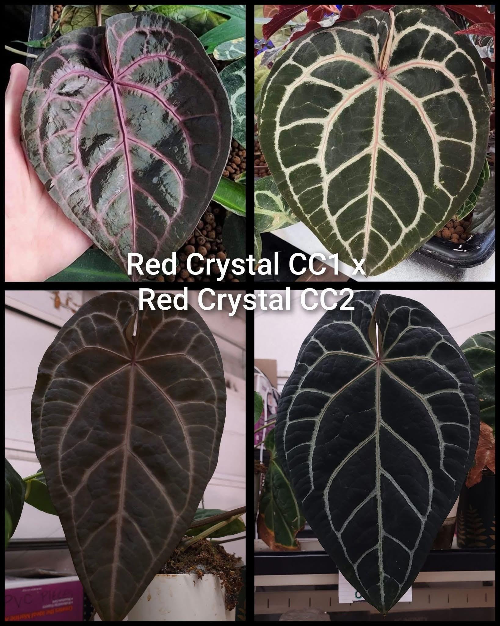 US SELLER! Anthurium Seedling Pure Red Crystal! Red Crystal CC1 X