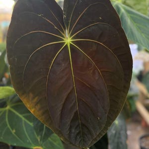US SELLER! Anthurium seedling Dark Pap x BVEP