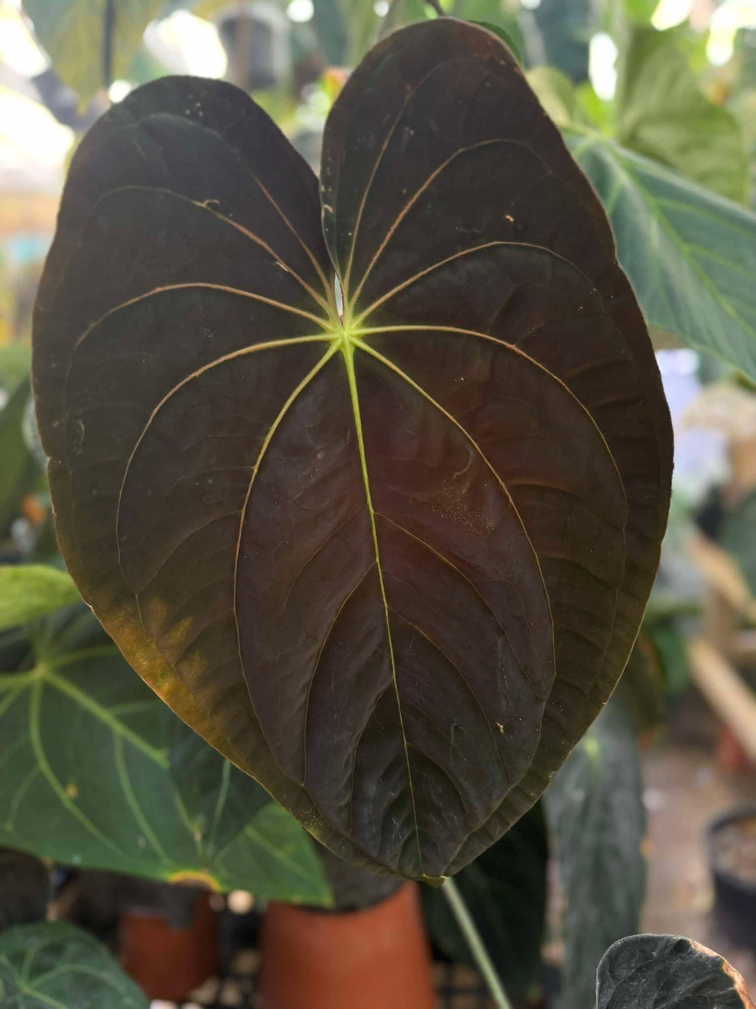 バ*ブ様 アンスリウム（RVDP）×(papifs) Anthurium Bvep X Pap - Etsy