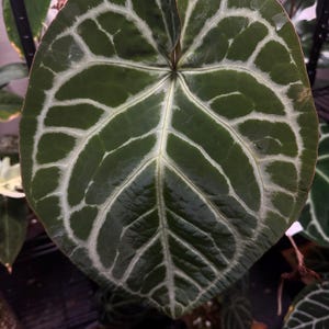 US SELLER! Anthurium seedling Skg Gray x (Pap RA4 x Vanderbilt Self)