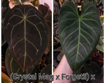 US SELLER! Anthurium Seedling (Crystal Mag x Forgetii) x Mag Verde Big Pimpin