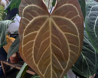 その他観葉植物 Anthurium \"Rom's Black\" seedling Anthurium Rom's black seedling