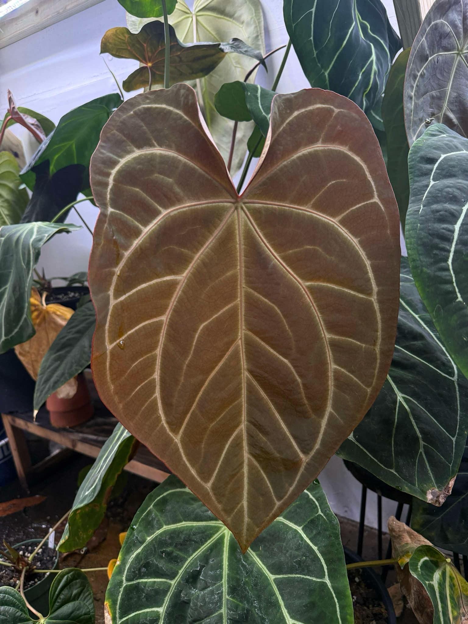 US Seller - Anthurium Seedling (tim's Black X Villenaorum) X