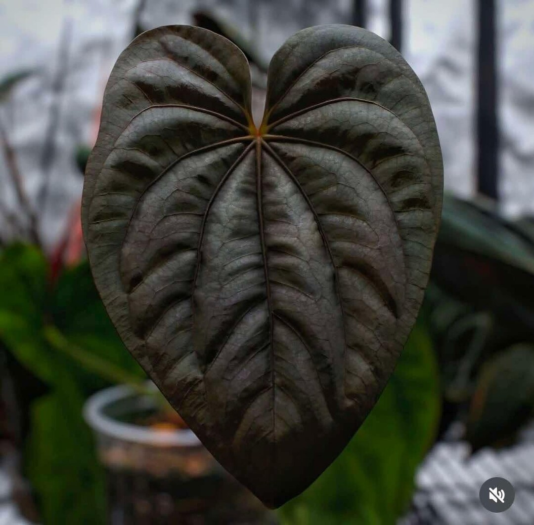 US SELLER! Anthurium Seedling Dressleri 'sin' X Pap X-one - Etsy