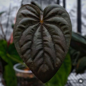 US SELLER! Anthurium Seedling Dressleri 'sin' X Pap X-one - Etsy