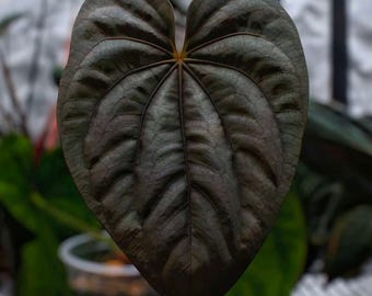Anthurium Dorayaki X Tezula Anthurium Red Crystallinum
