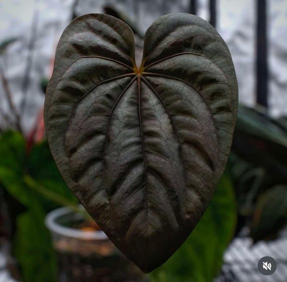 US SELLER! Anthurium Seedling Dressleri 'sin' X Pap X-one - Etsy