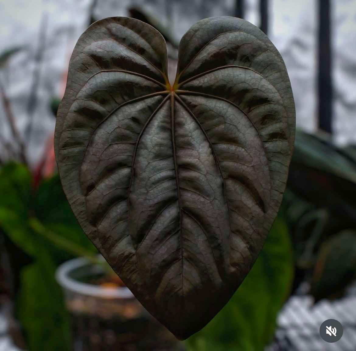 Anthurium Papillilaminum X Dressleri - Etsy Anthurium Papillilaminum X Dressleri - Etsy