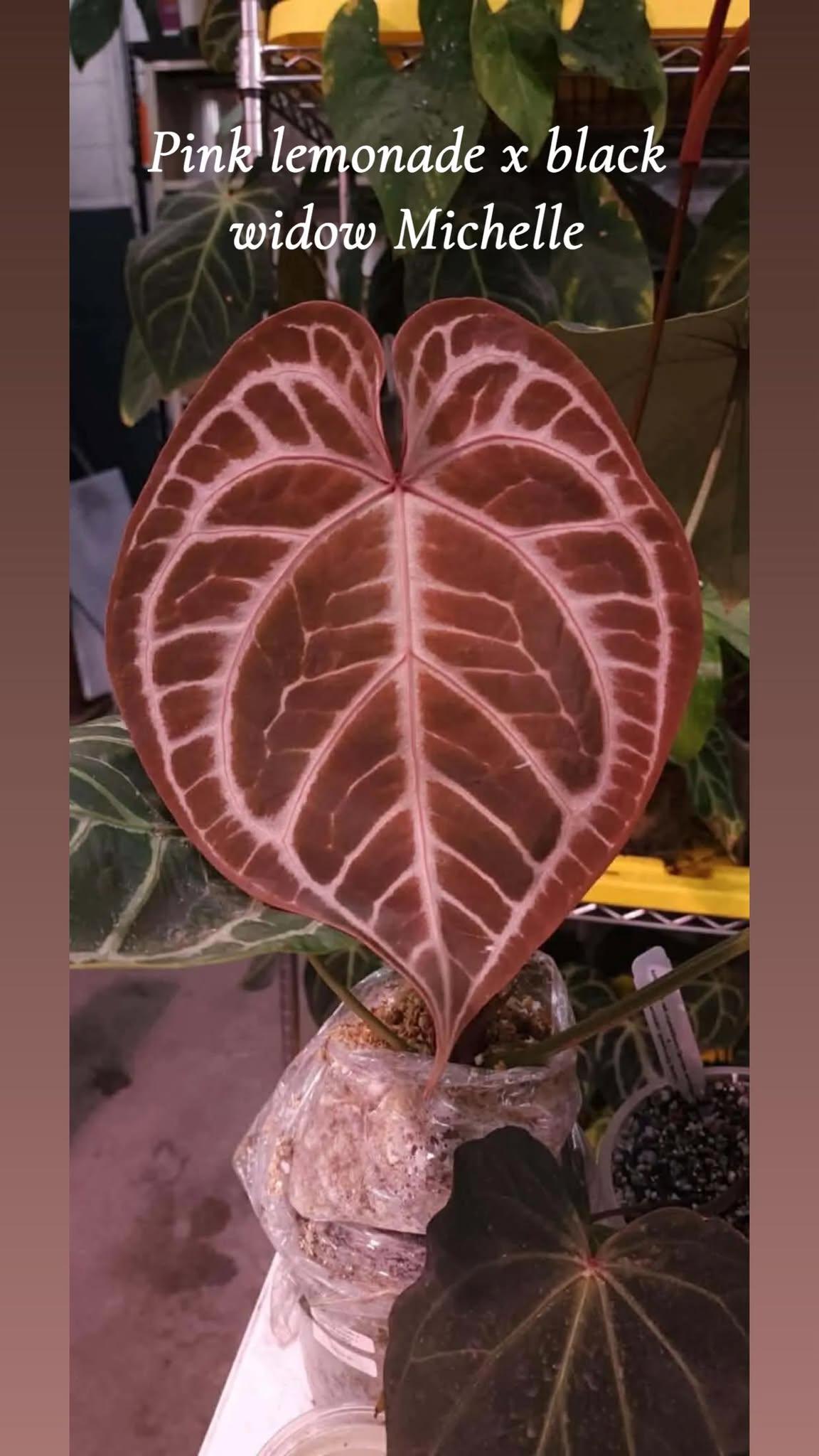 Anthurium \