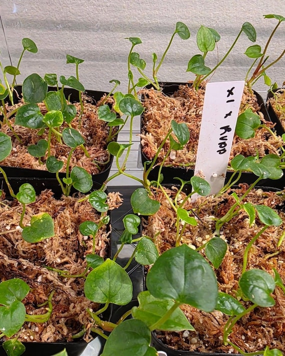 US Seller - Anthurium Seedling Pap X-one X Red Vein Dark Phoenix