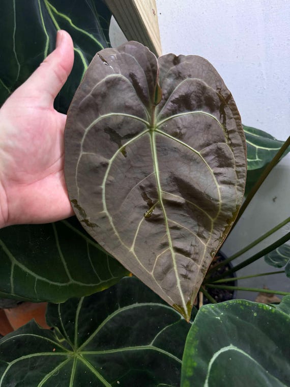 US Seller - Anthurium Seedling (tim's Black X Villenaorum) X