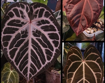 US SELLER! Anthurium Seedling SKG Silver X Self - Etsy