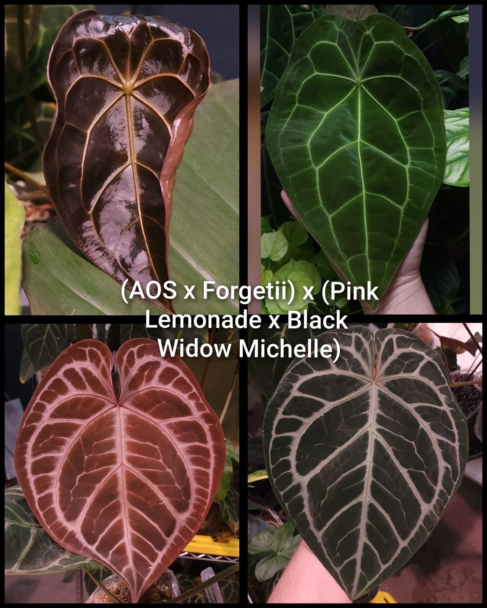 Anthurium Pink Lemonade - Etsy