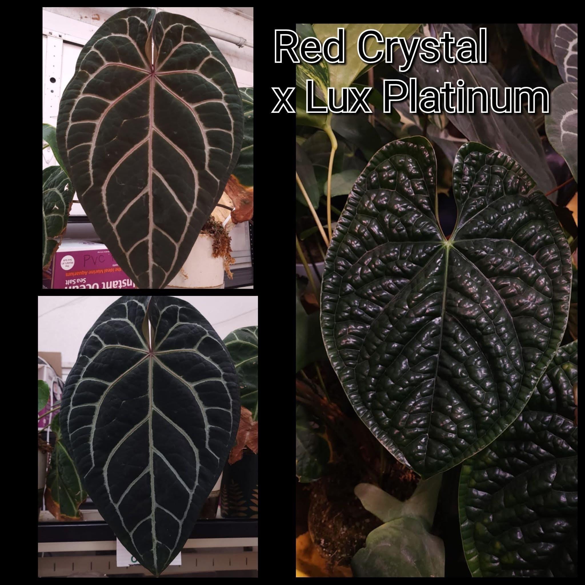 US SELLER! Anthurium Seedling Red Crystal X Lux Platinum - Etsy